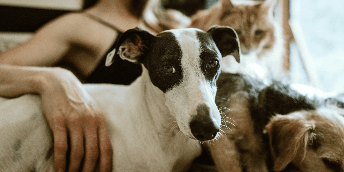 The Benefits of Pet Ownership on Mental Health