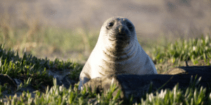 sea lions