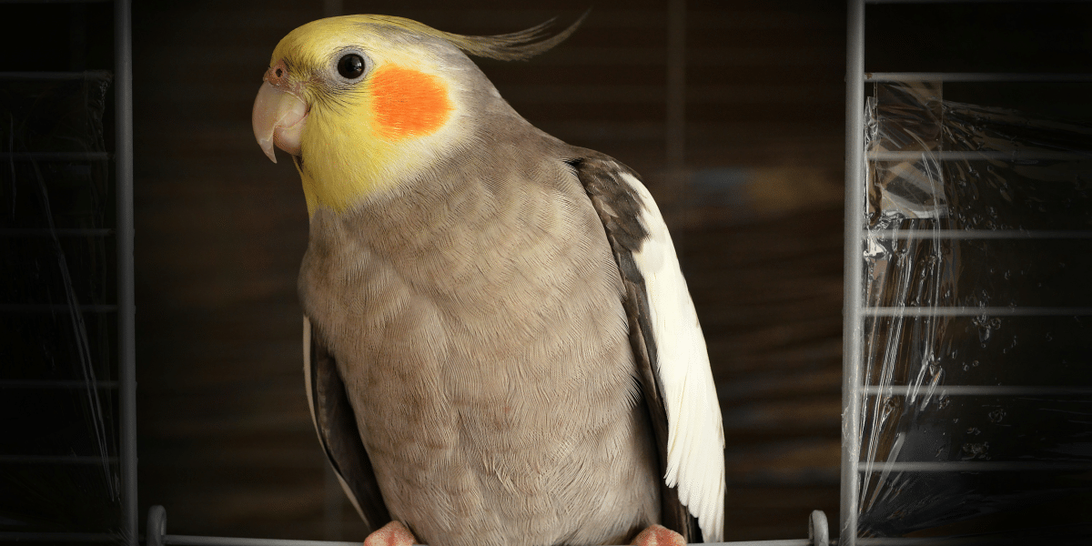 Understanding the Nutritional Needs of Pet Cockatiels