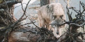 Understanding Gray Wolves’ Role in California’s Ecosystem