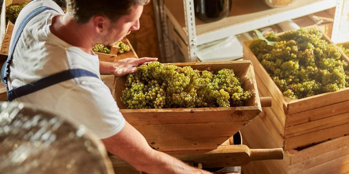 Climate Change and Foreign Imports Threaten San Francisco's Wine Sector