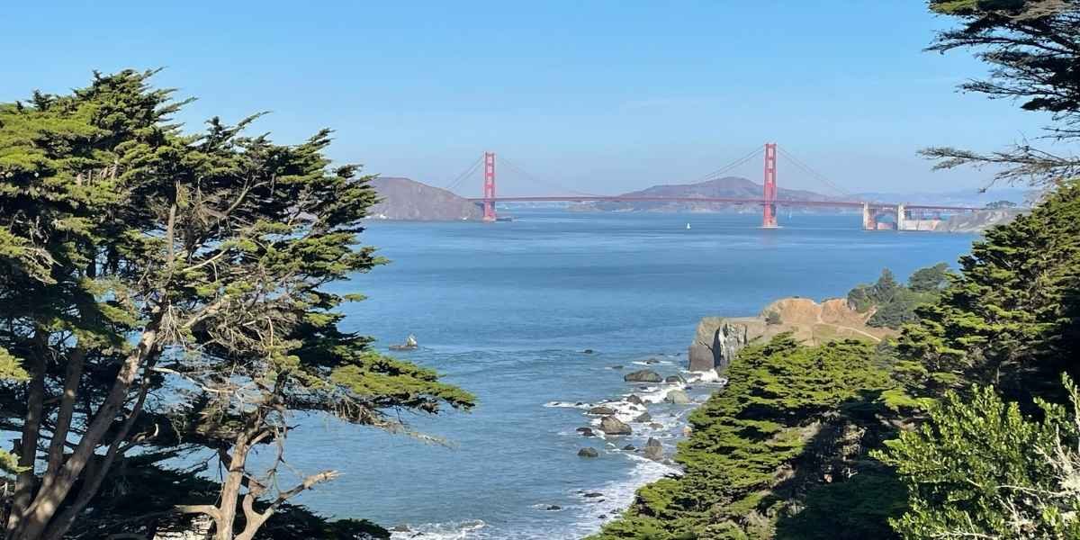 Golden Gate Park’s Iconic Cypress Tree Removed After 100 Years