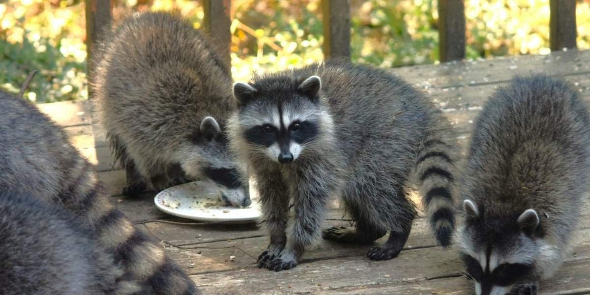 Raccoons in San Francisco Are Transforming With Urban Adaptations