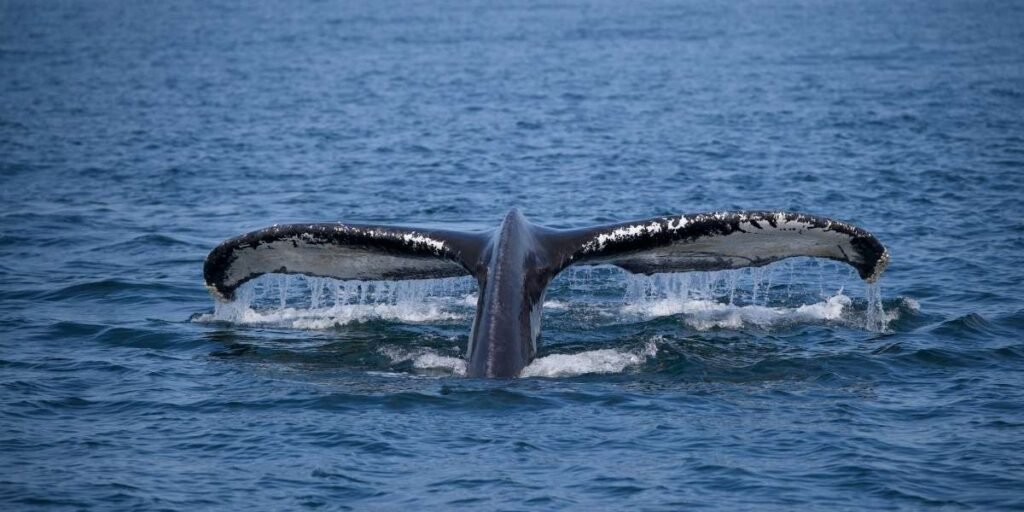 Scientists Track Rare Early Whale Sightings in Bay Area