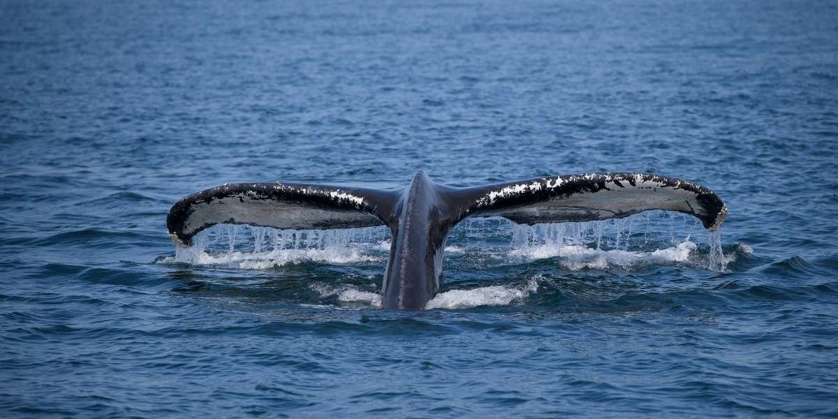 Scientists Track Rare Early Whale Sightings in Bay Area