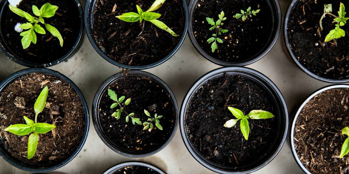 Designing a Garden That Feels Like Home: The Lifestyle Power of Beautiful Boundaries