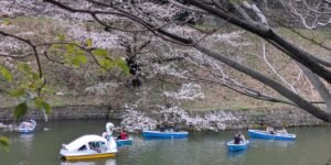 Chasing the Cherry Blossom Season in Japan