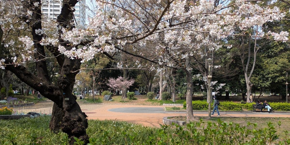 Chasing the Cherry Blossom Season in Japan