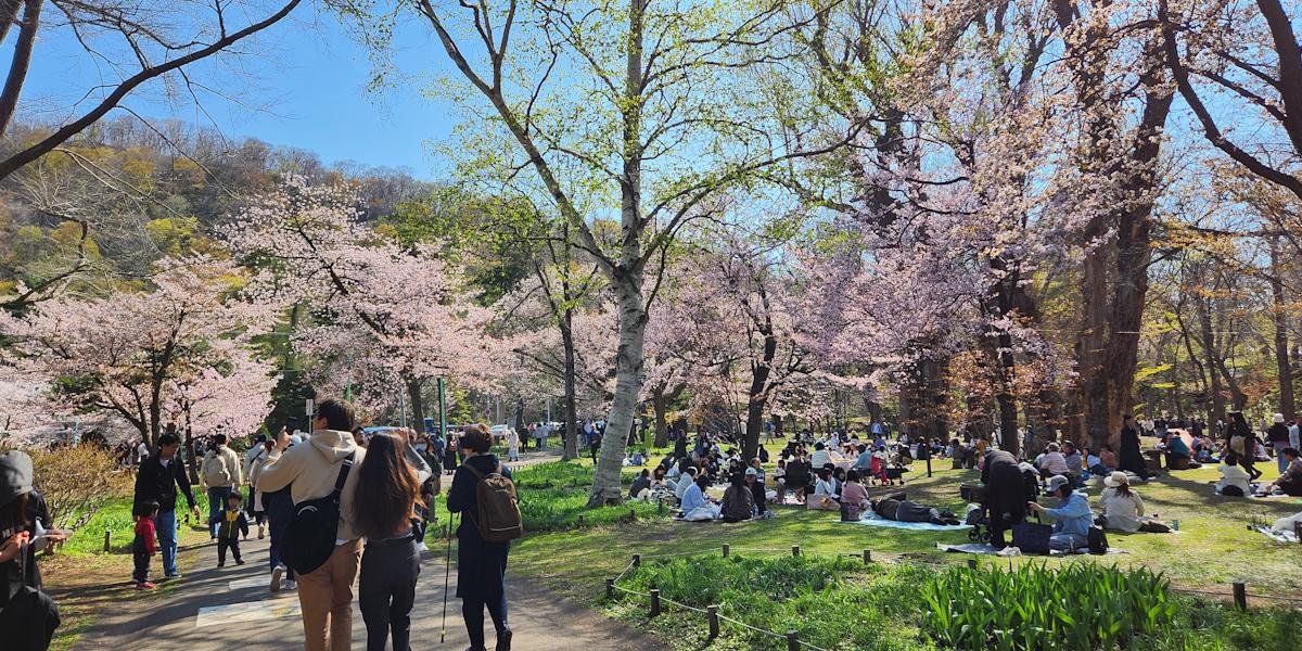 Chasing the Cherry Blossom Season in Japan