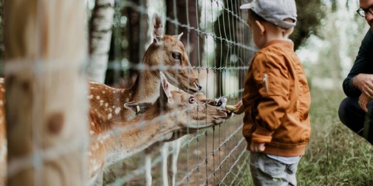 San Francisco Zoo Receives $6.5M Loan to Stabilize Operations