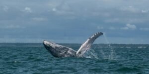 San Francisco Bay Turns to AI to Help Protect Gray Whales