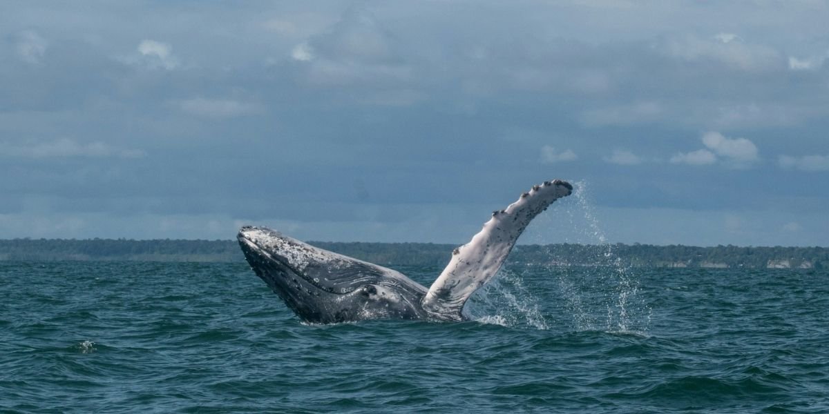 San Francisco Bay Turns to AI to Help Protect Gray Whales