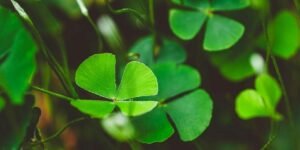 Folk-IndieBob Finds a Little Luck in the Fog on “Four Leaf Clover” (Remix)